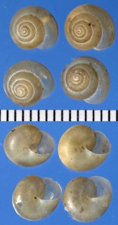 カドバリコマイマイの仲間01 Hygromia kovacsi small