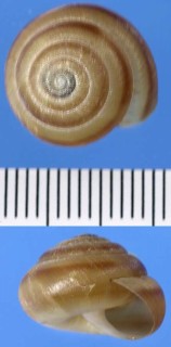 アケボノマイマイ Ainohelix io small