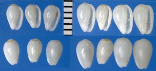 オオシロコゴメ Gibberula miliaria small