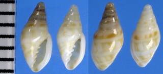 ボジャドールコゴメ (仮称) Marginella bojadorensis small