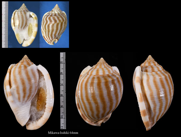 カズラガイ 葛貝 Phalium flammiferum small