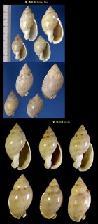 レンジャクガイ 練鵲貝 Casmaria ponderosa nipponensis small