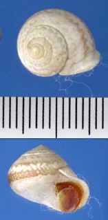 ヒモマキジャマイカヤマキサゴの亜種 Helicina adspersa tenuilebris small