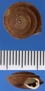 ポルトガルのエスカルゴの仲間 Gittenbergeria turriplana small