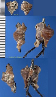 クチナシサンゴヤドリ Rhizochilus antipathum small