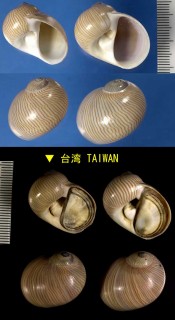 マサメダマ Natica lineata small