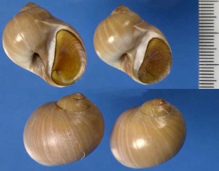 チャイロレースタマ (クヌギタマツメタ) Polinices fuscus small