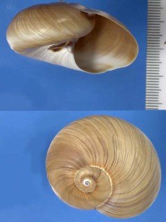 マイマイツメタ (パナマツメタ) Polinices helicoides small