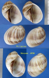 ヌノメリスガイ Mammilla mammatus small