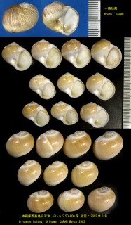 フタスジタマガイ Natica bibalteata small