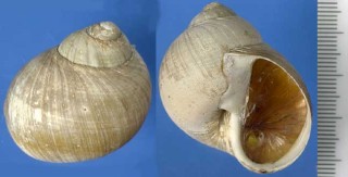 ウスイロタマツメタ Lunatia pallida small