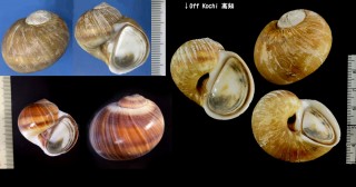 ヒロトラダマ Natica spadicea small