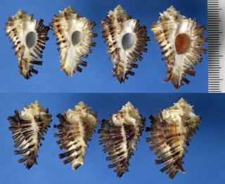 マメイチョウ Homalocantha secundus small
