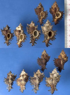 アフリカのガンゼキボラの仲間 Chicoreus groschi small