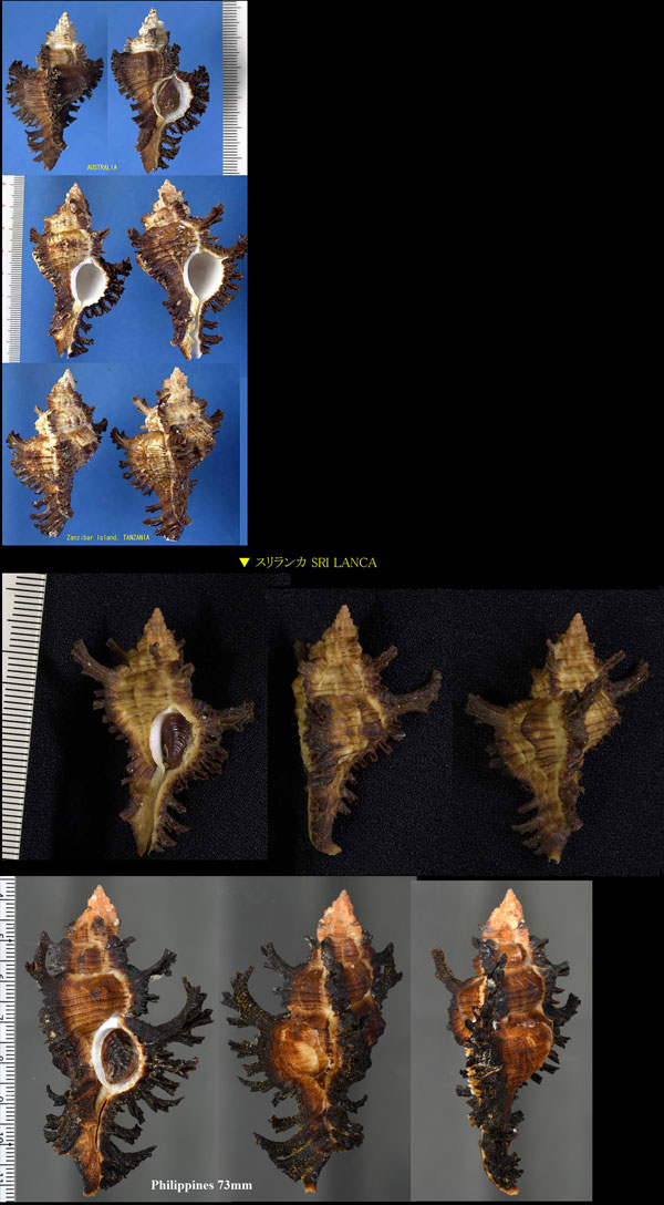 バンクスガンゼキ Chicoreus banksii small
