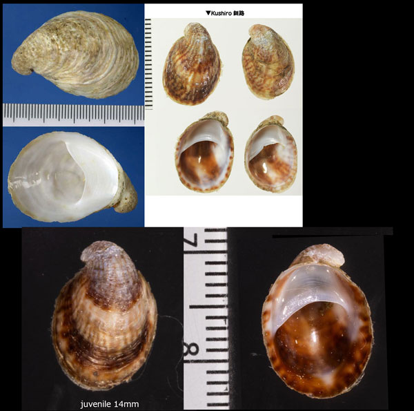 エゾフネガイ Grandicrepidula grandis small