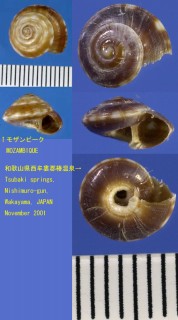 スダレグルマ Psilaxis oxytropis small