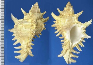 ニシインドガンゼキボラ Chicoreus brevifrons small