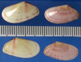 ナミノコザクラ Tellina donacina small