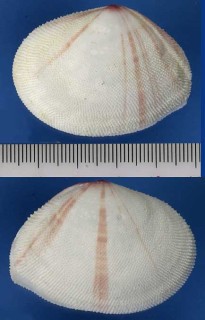 ネコジタザラガイ Tellina linguafelis small