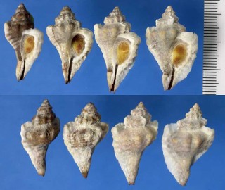 オオスズカケガイダマシの仲間 Eupleura triquetra small