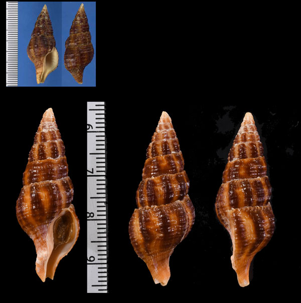 ナガサキニシキニナ Latirus nagasakiensis small