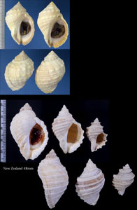 ワダチレイシ Dicathais orbita small