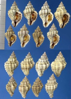 ニヨリカキナカセの仲間02 Urosalpinx tampaensis small