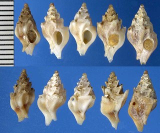 エントツヨウラクの一種 南アフリカ Siphonochelus arcuatus small