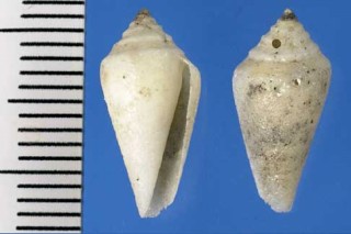 ミウライモ Conus tuberculosus small