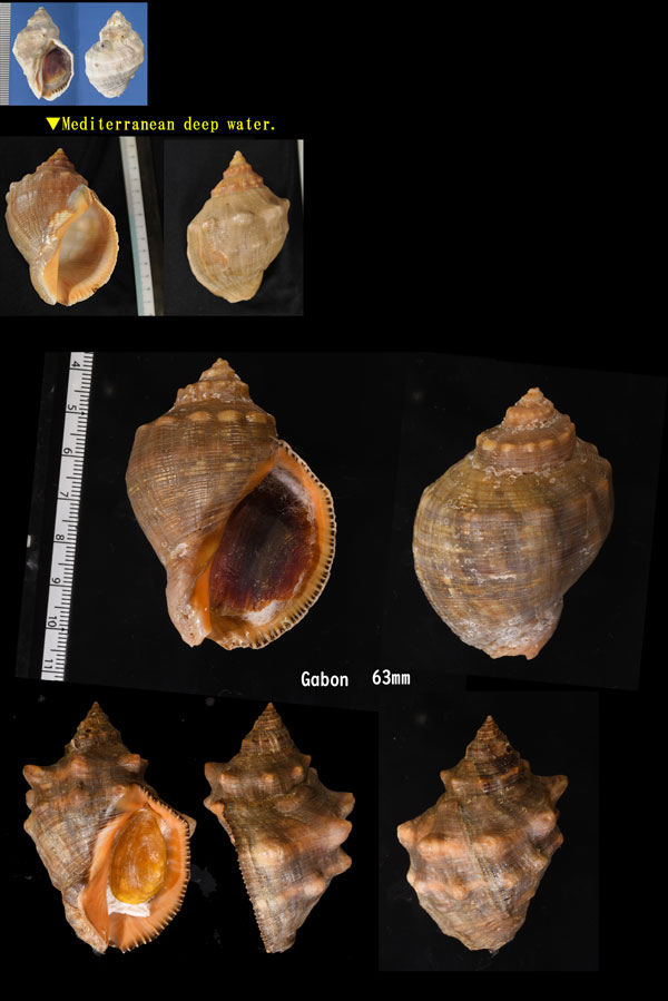 ミゾマキクチベニレイシ Stramonita haemastoma small