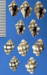 ウネシロレイシダマシ Morula anaxares small