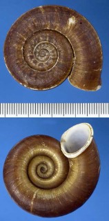 クチキレヤマタニシ Crossopoma cornuvenatorium small