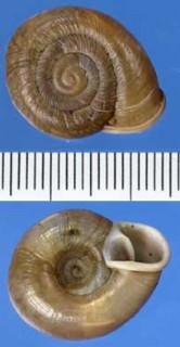 シンハラマイマイ Corilla fryae small