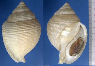 ダイオウカブトウラシマ Galeodea rugosa small