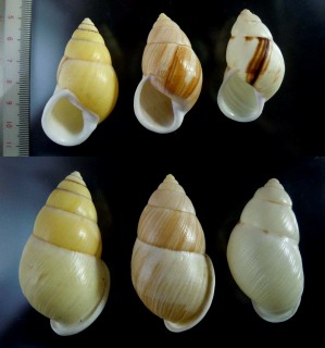 ヒーリアヌスマレーマイマイ Amphidromus heerianus small