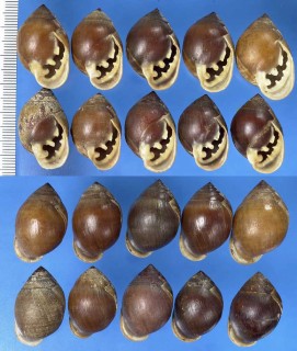 カドバリヒラシイノミ Pythia plicata small