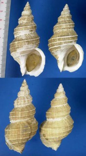 クビレバイ Buccinum opisthoplectum small