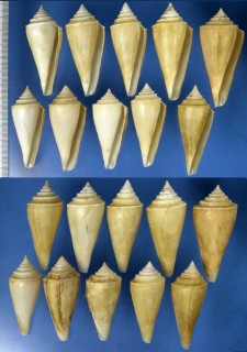 シルクイモ Conus teramachii neotorquatus small
