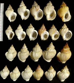 エゾバイ 蝦夷? Buccinum middendorffi small