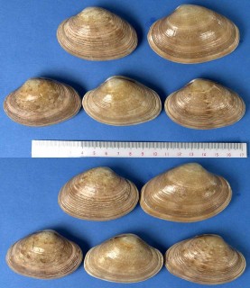 アケガイ 朱貝 Paphia vernicosa small