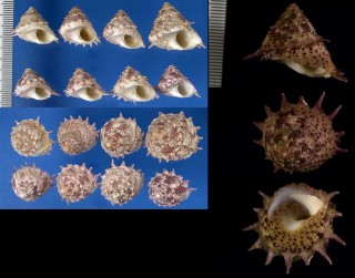 ハナヤカカンス Bolma erectospinosa small