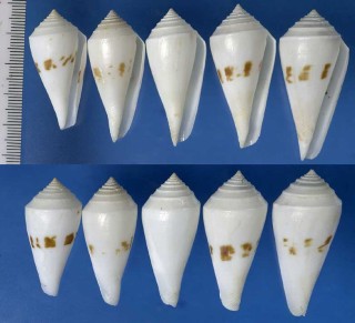 ボジェットイモ Conus bozzetti small