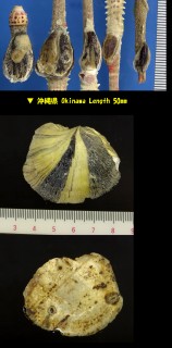 ナガレガキ Nanostrea exigua small