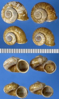 タイワンアツブタ 台湾厚蓋貝 Cyclotus taivanus small