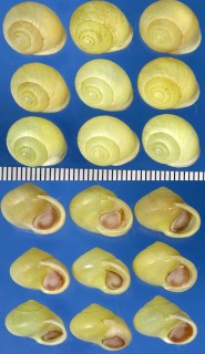 モミジヤマキサゴ Waldemaria japonica reinii small