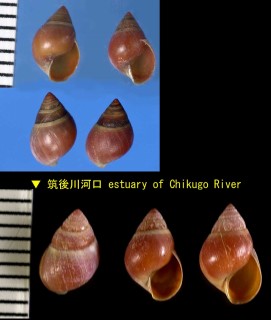アズキカワザンショウ Pseudomphala latericea miyazakii small