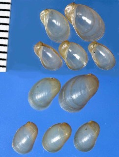 オウミガイ 近江貝 Radix onychia small