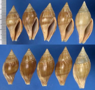 ツムガタニナ Metula cumingii small