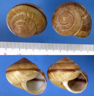マイマイの仲間 中国未詳 Satsuma sp. small